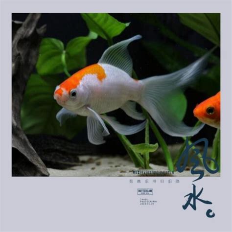 客廳養什麼魚|魚缸千萬別這樣擺！養魚風水5大重點